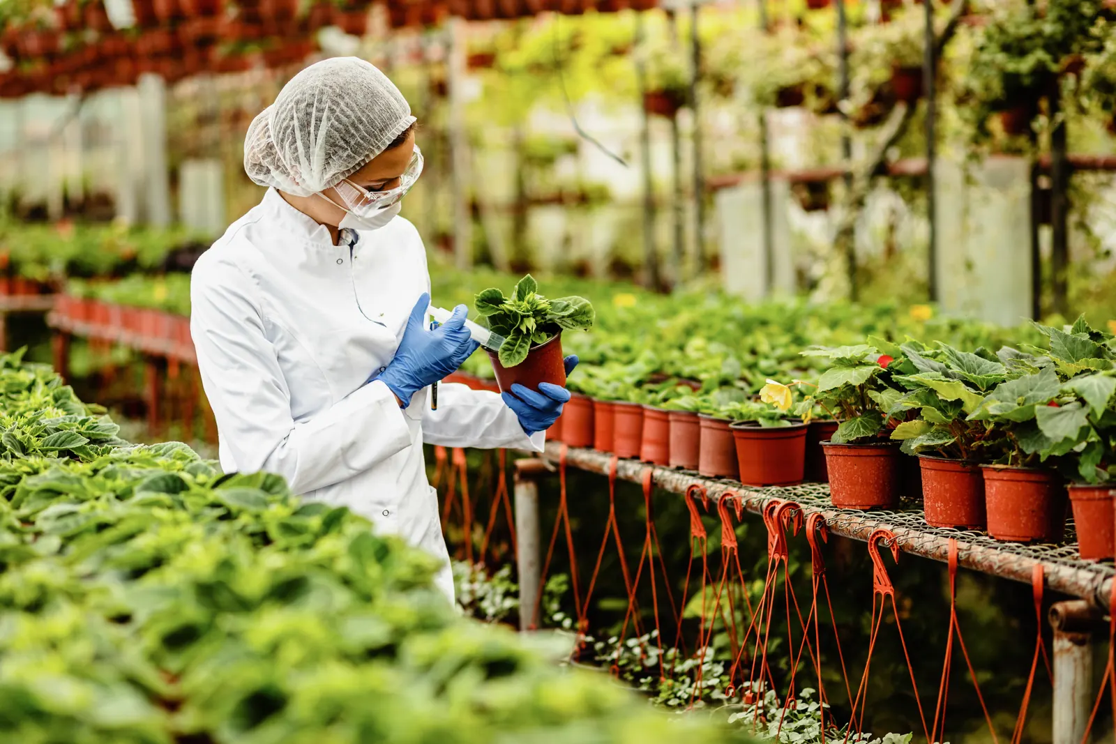Aplicação dosada de adubo líquido com seringa em planta envasada
