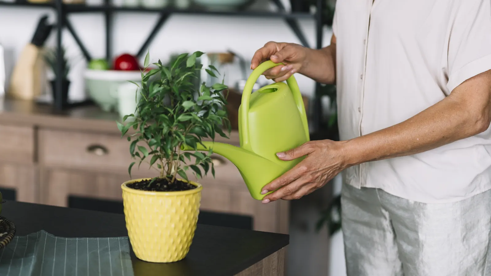 Pessoa regando planta em vaso sobre a bancada da cozinha