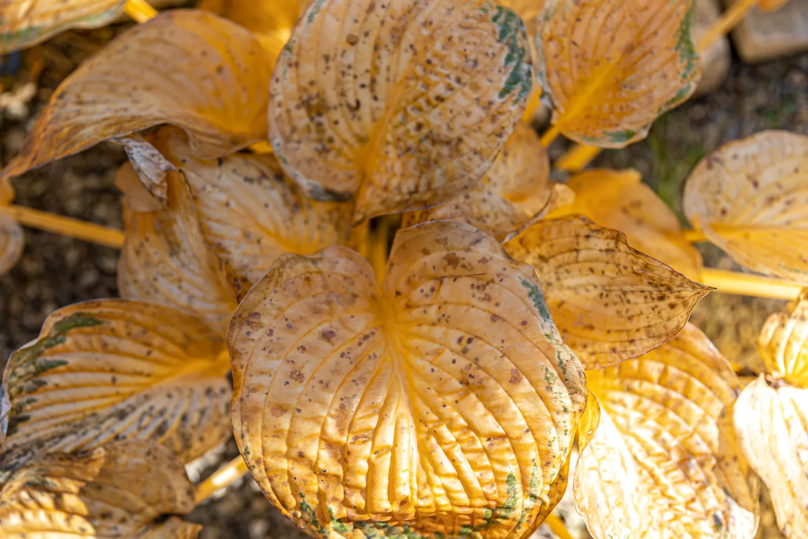 Folhas amareladas e manchadas de planta ornamental de jardim