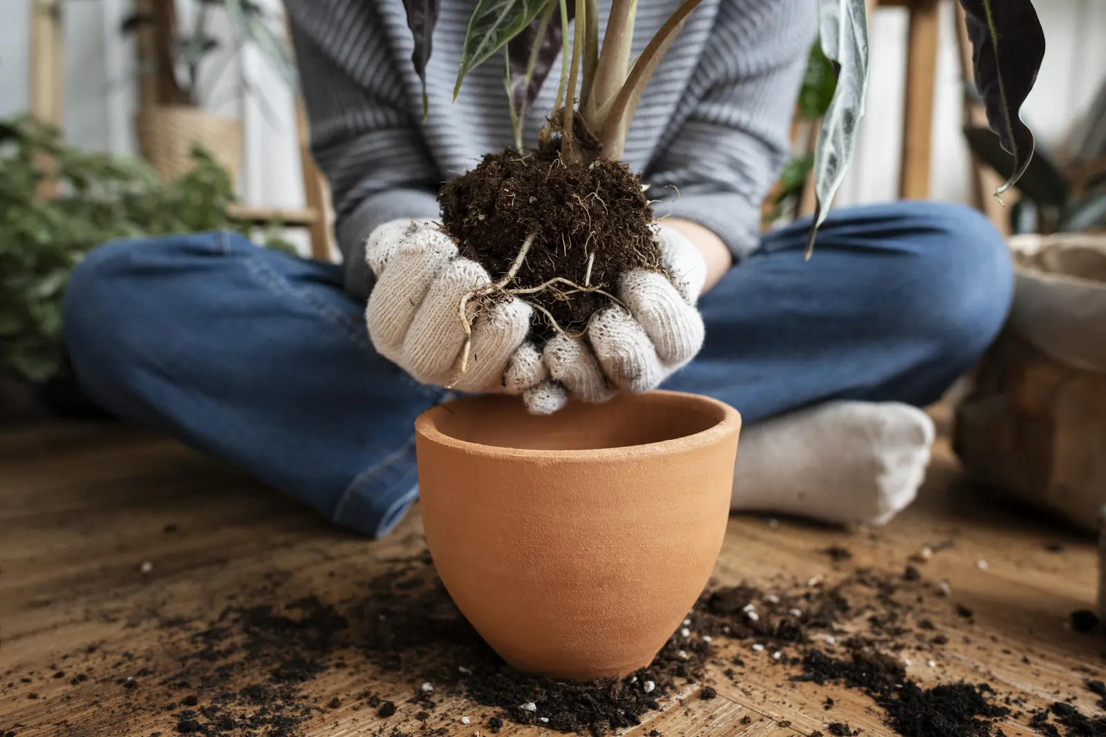 Mãos com luvas transferindo planta com torrão para vaso de barro