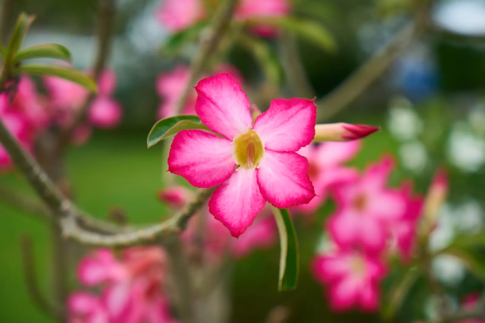 Flores cor-de-rosa de rosa-do-deserto em plena florada