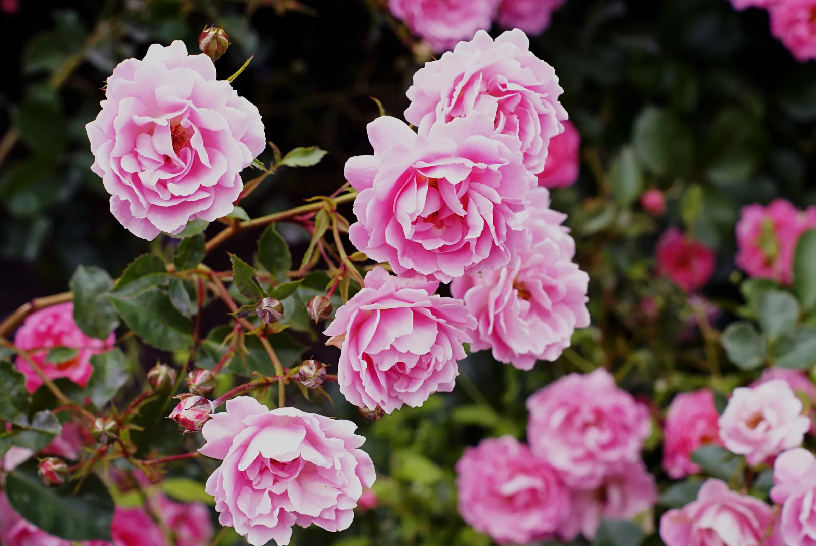 Roseira com muitas rosas cor-de-rosa floridas no jardim