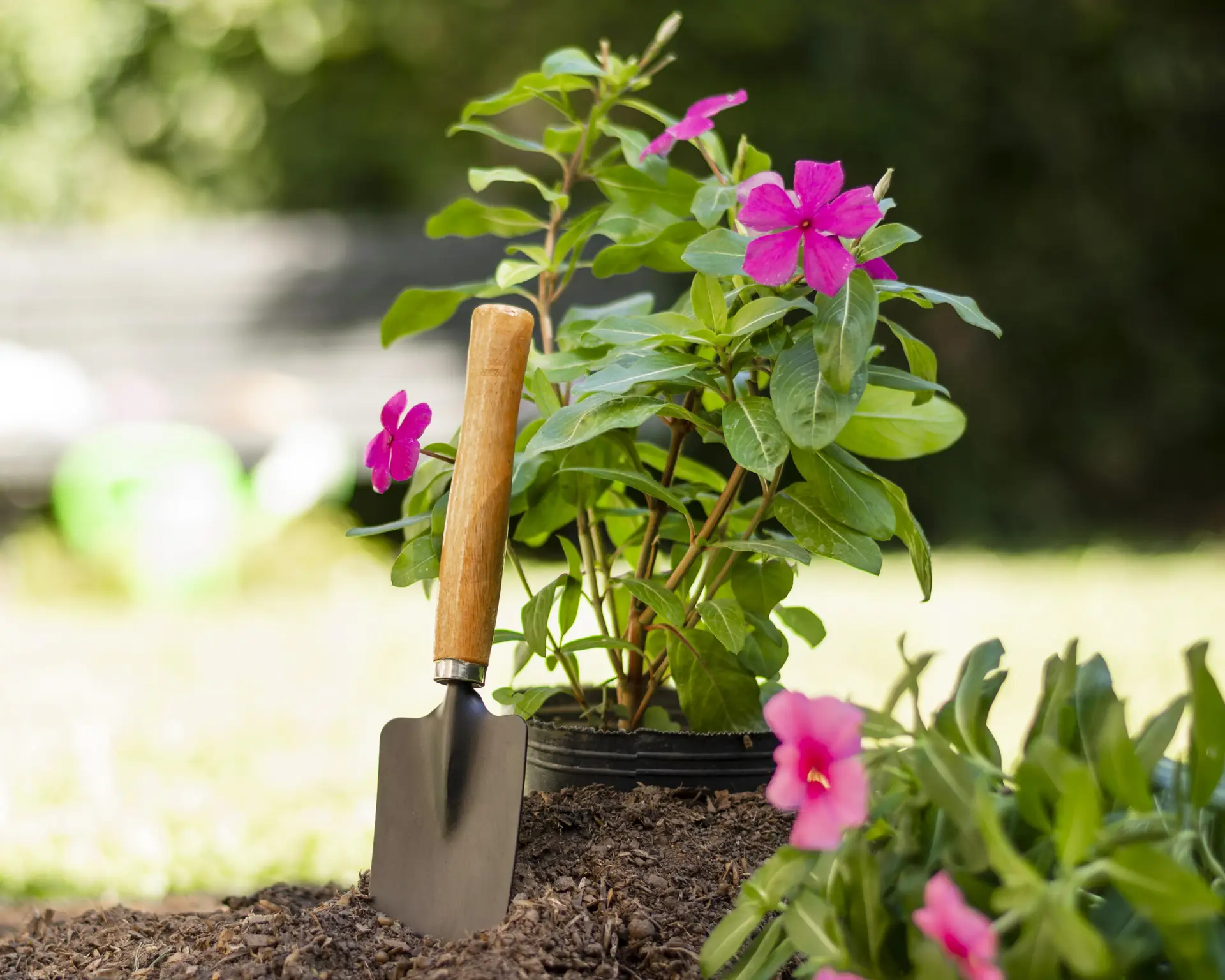 Plantas e ferramentas de jardinagem