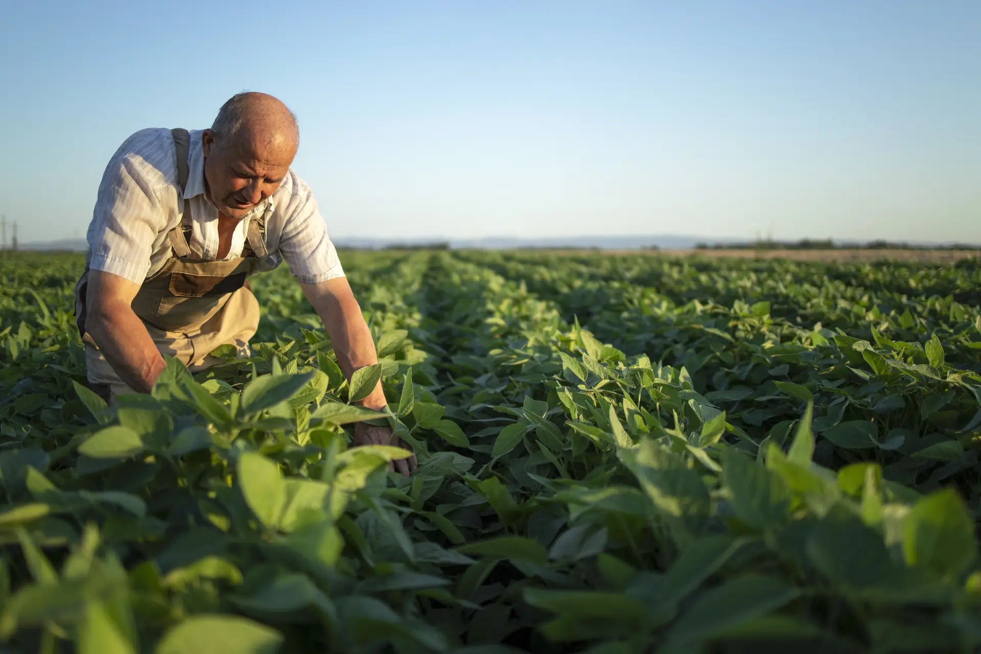 Agrônomo avaliando lavoura de soja