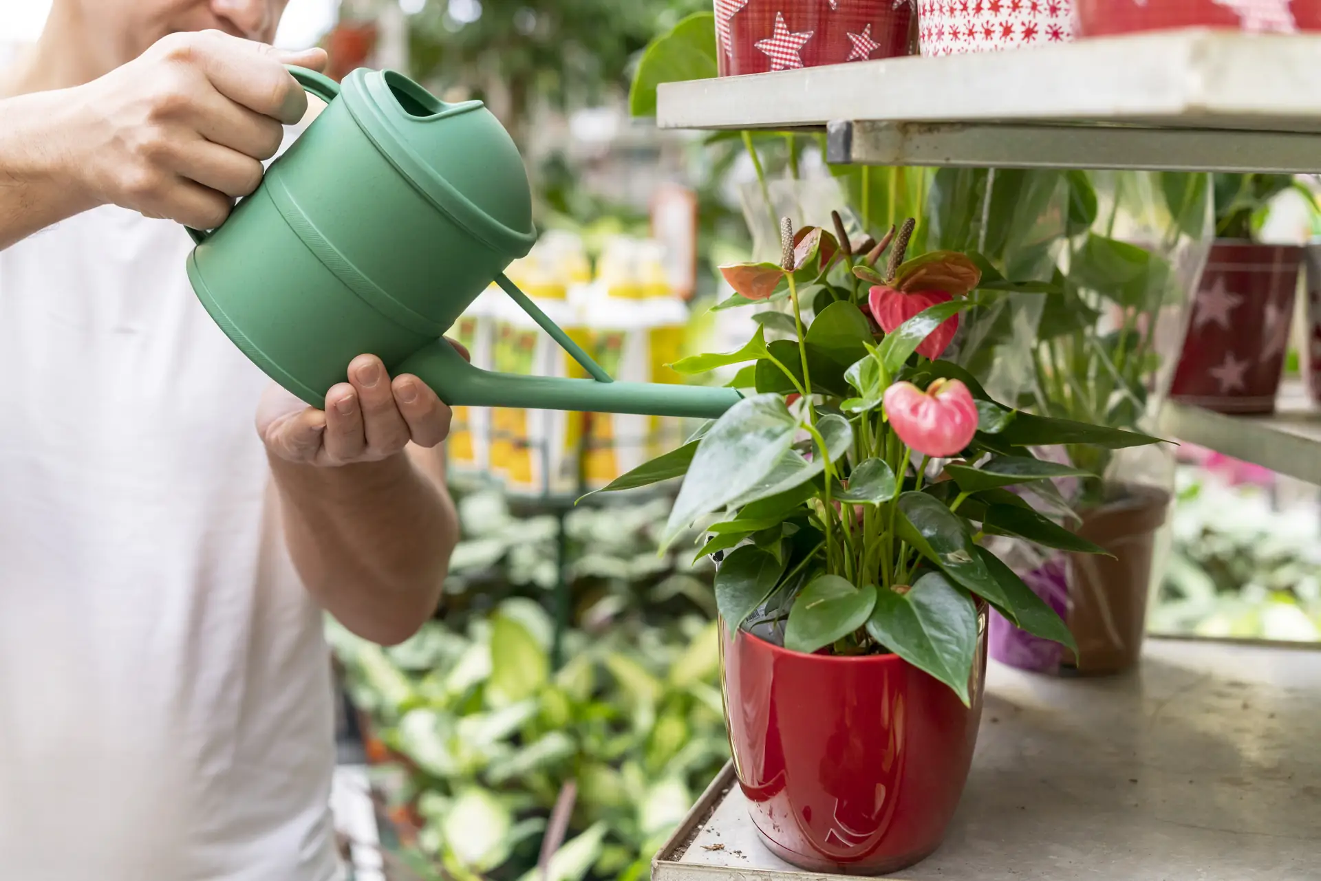 Pessoa regando plantas em vasos