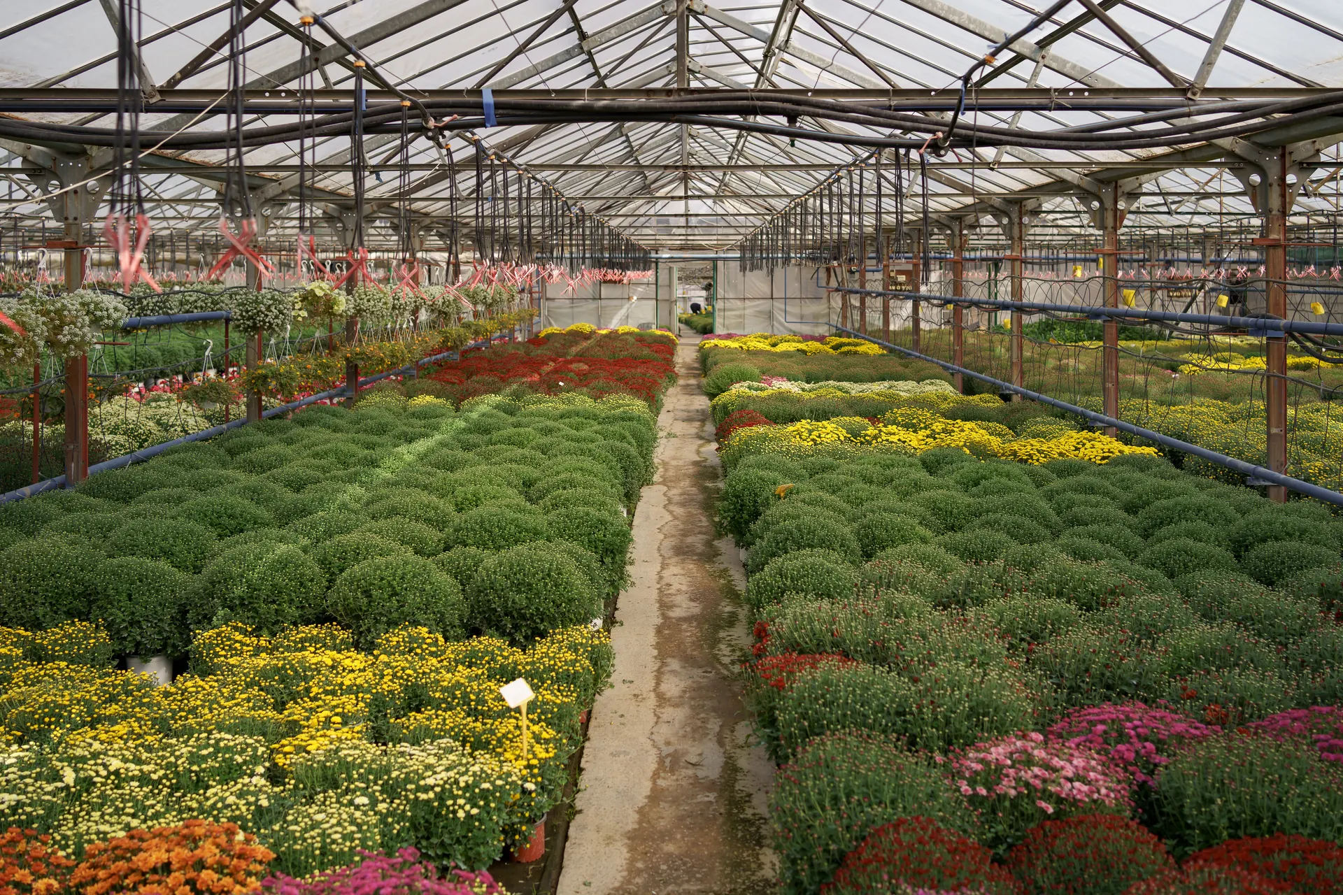 Estufa de produção de flores