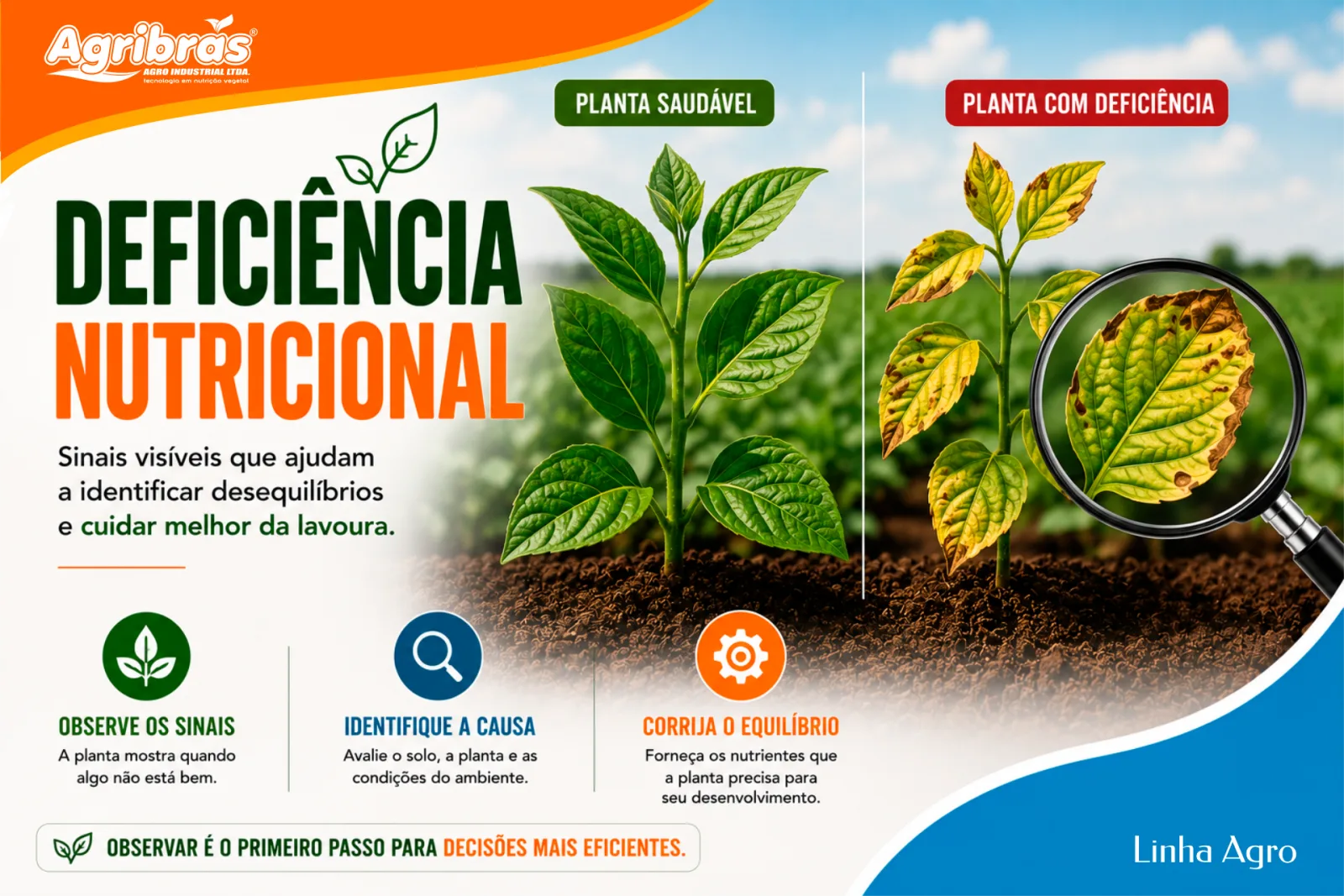 Deficiência nutricional: como identificar sinais na planta