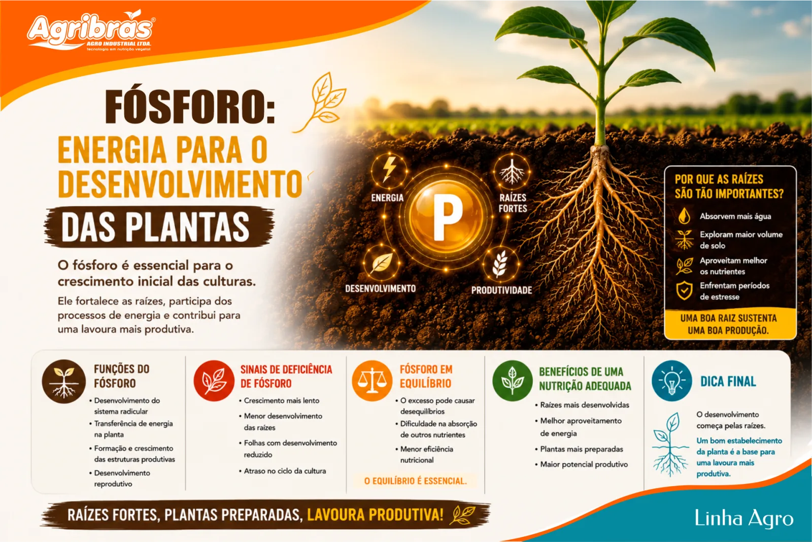 Fósforo: energia para o desenvolvimento das plantas