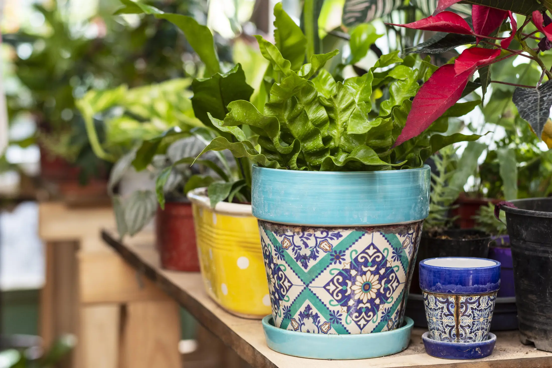 Plantas em vasos, símbolo da Linha Garden Agribrás