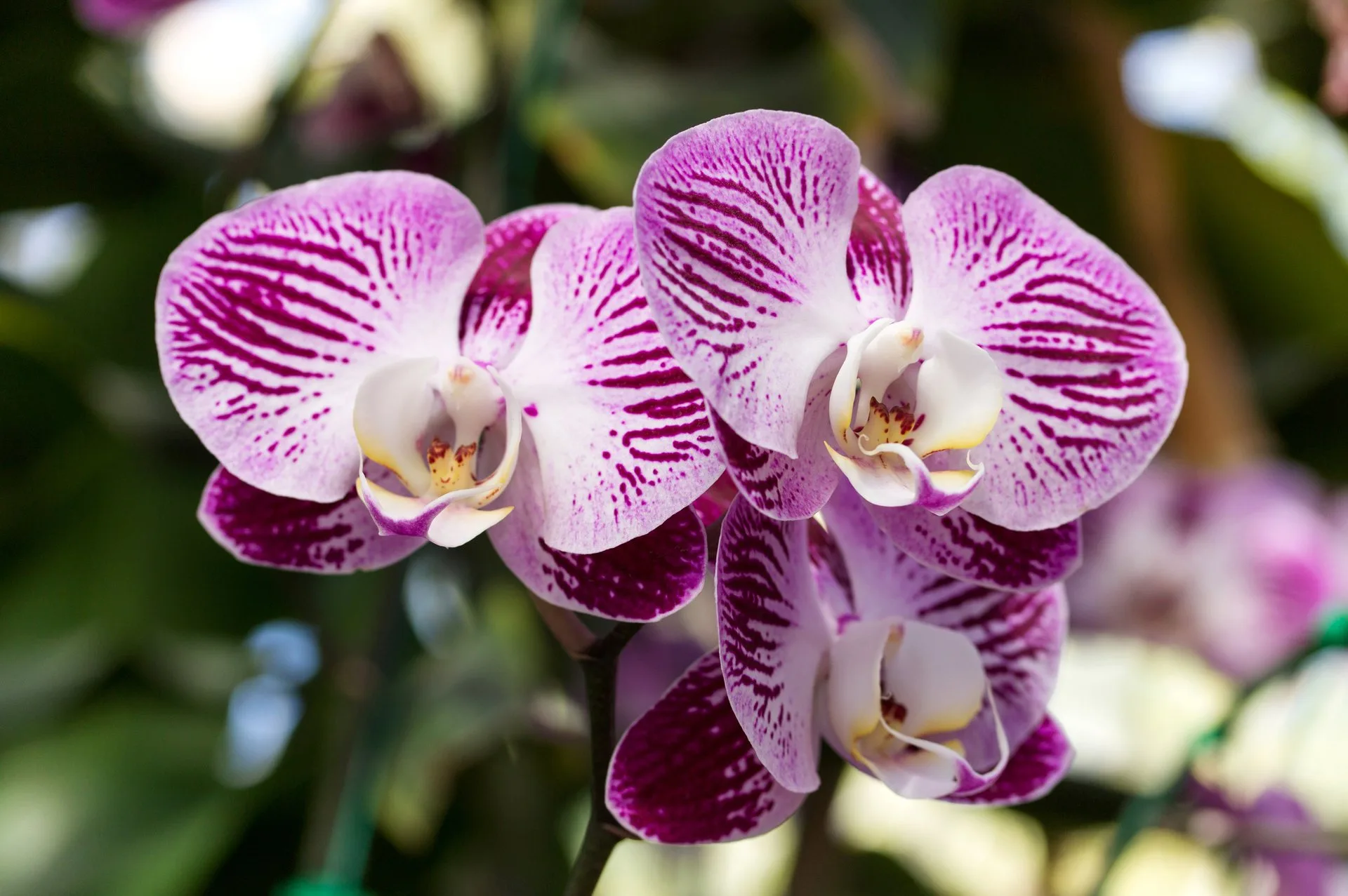 Flores de orquídea Phalaenopsis abertas, em tons de roxo e branco