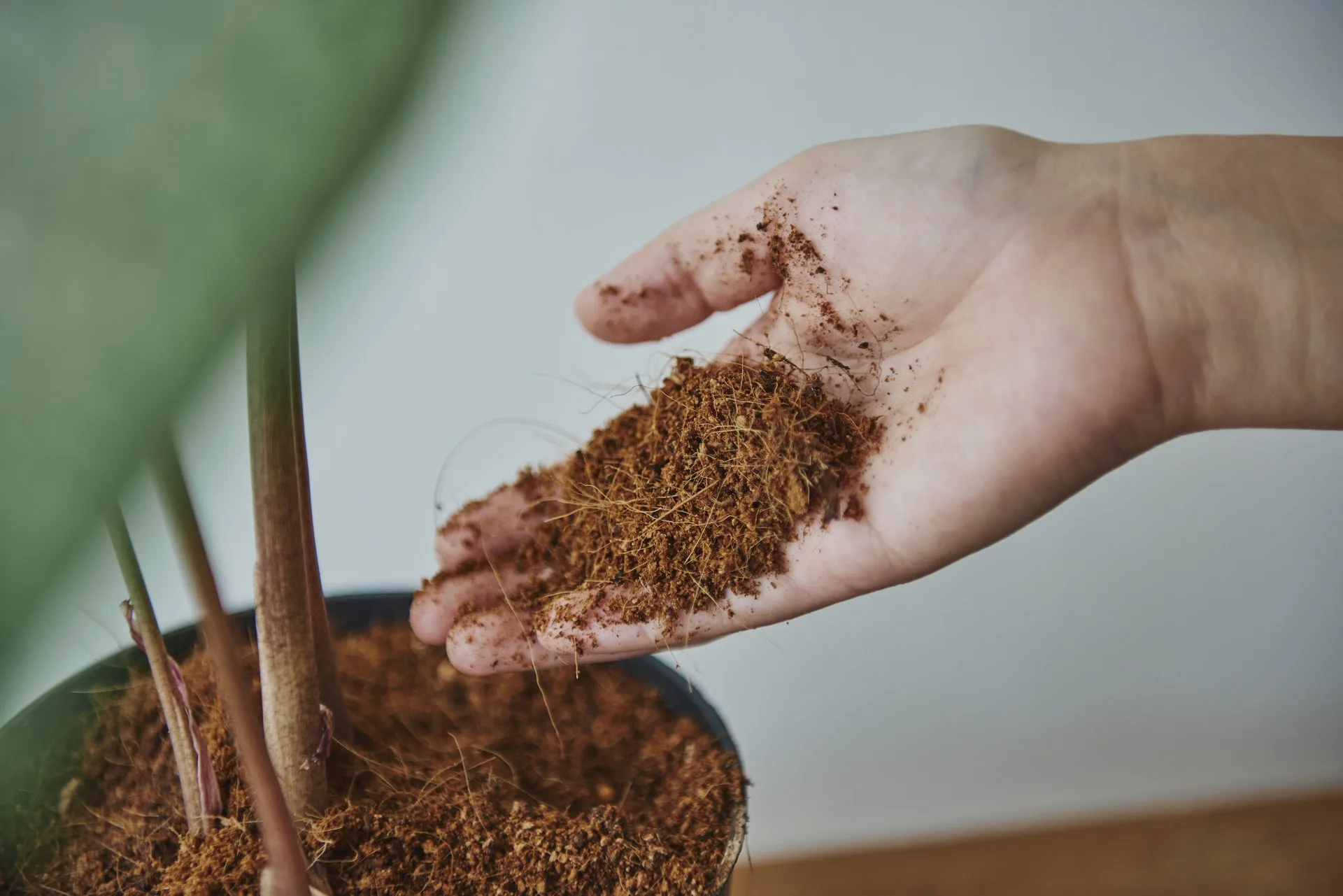 Substrato sendo colocado em um vaso com planta
