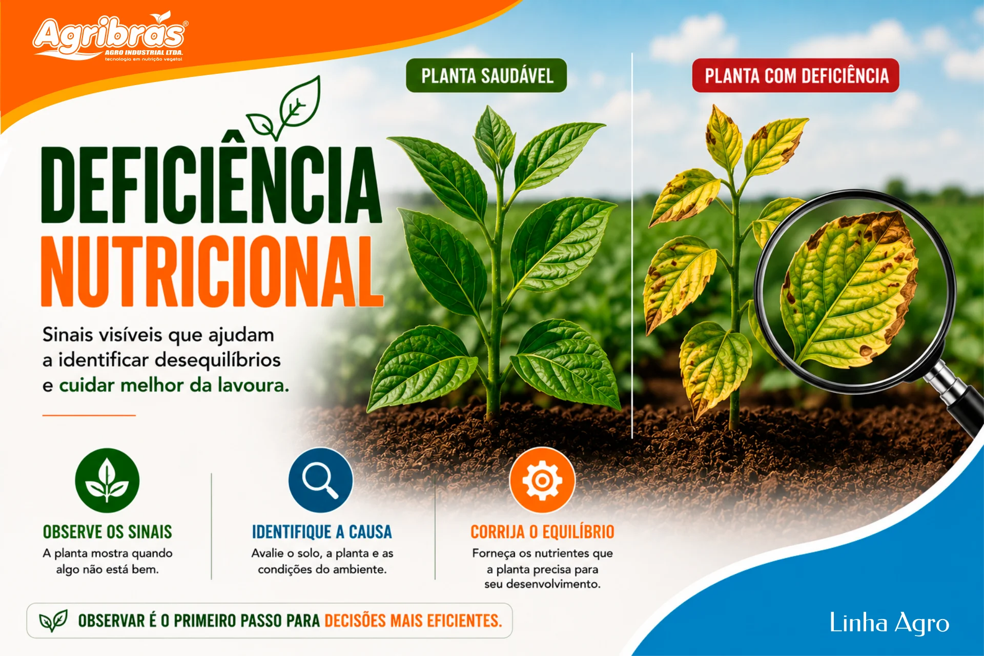 Deficiência nutricional: como identificar sinais na planta