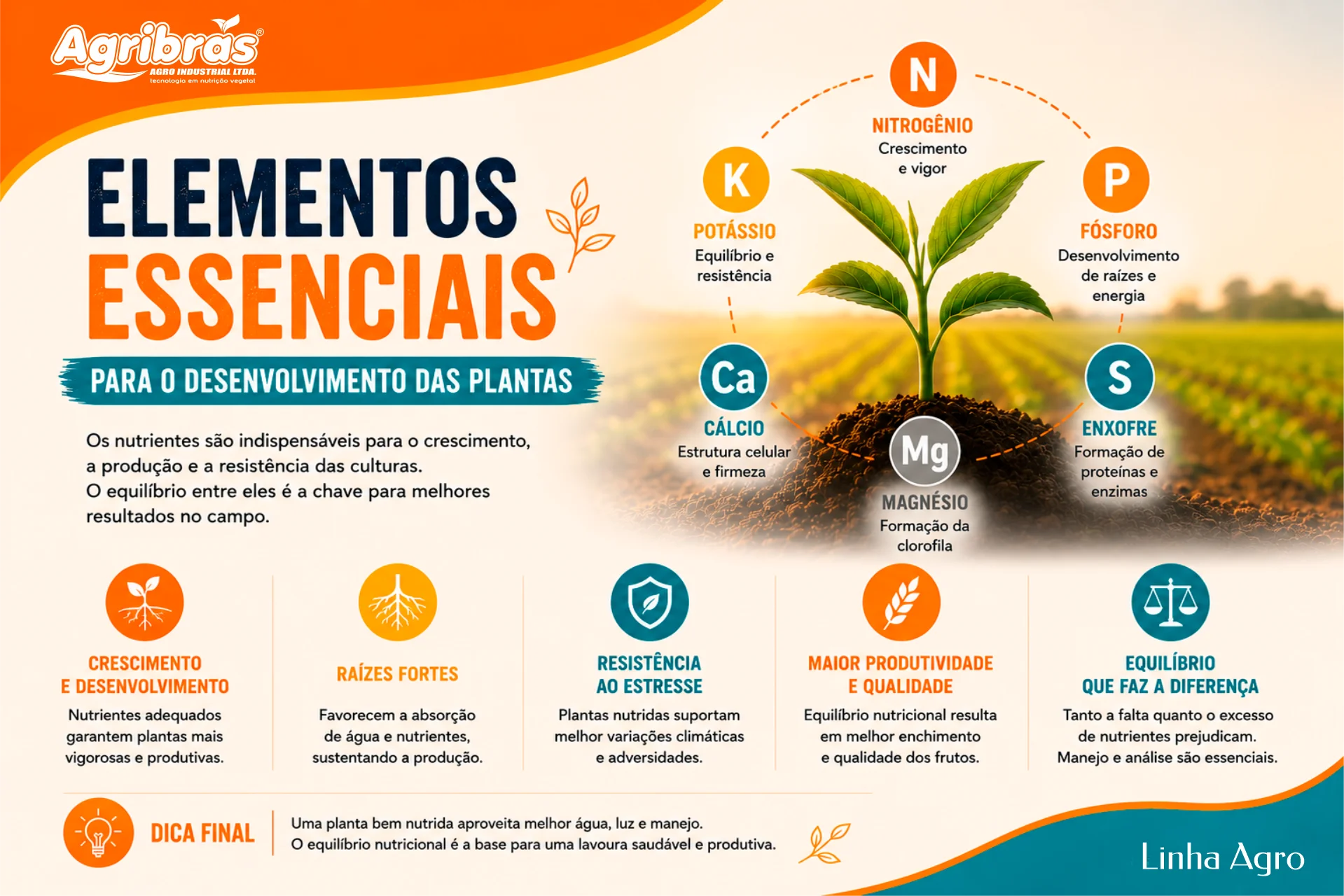 Elementos essenciais para o desenvolvimento das plantas