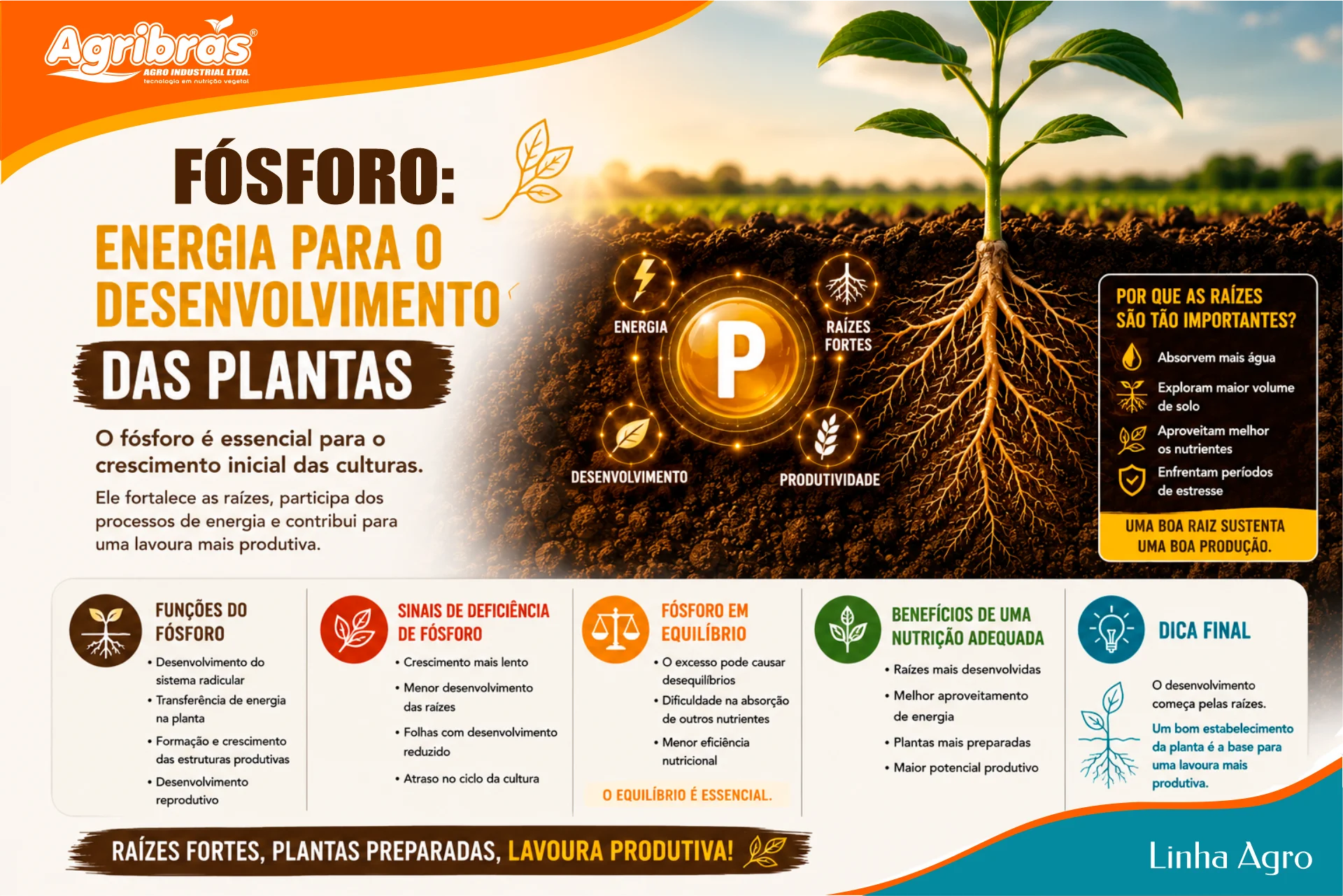 Fósforo: energia para o desenvolvimento das plantas