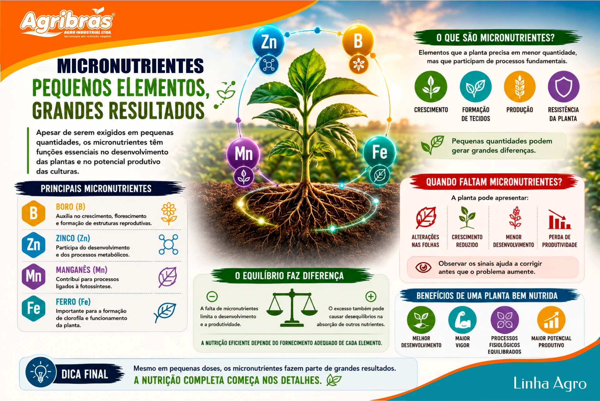 Micronutrientes: pequenos elementos, grandes resultados