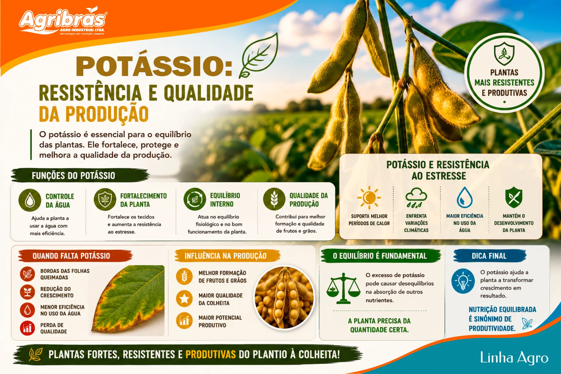 Potássio: equilíbrio, resistência e qualidade