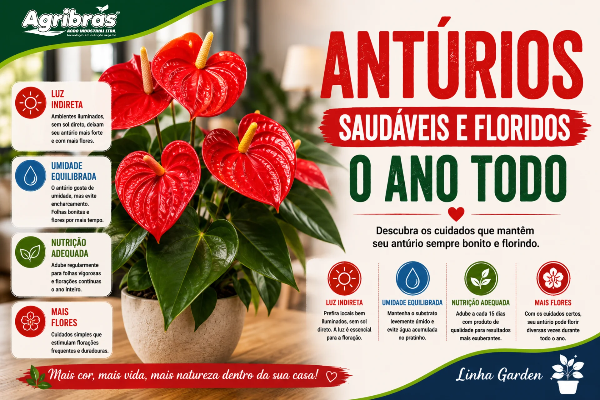 Antúrios saudáveis e floridos o ano todo