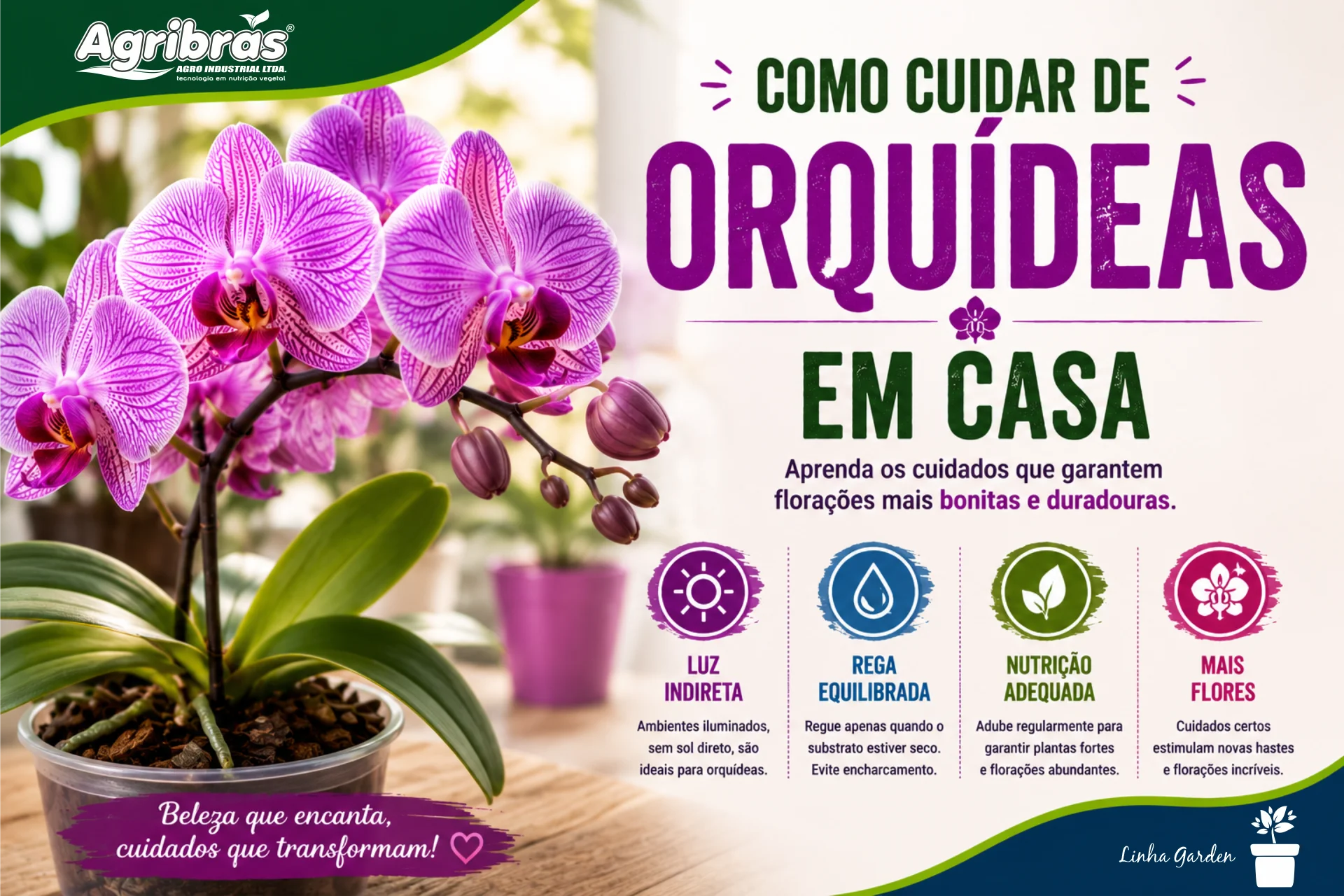 Como cuidar de orquídeas em casa