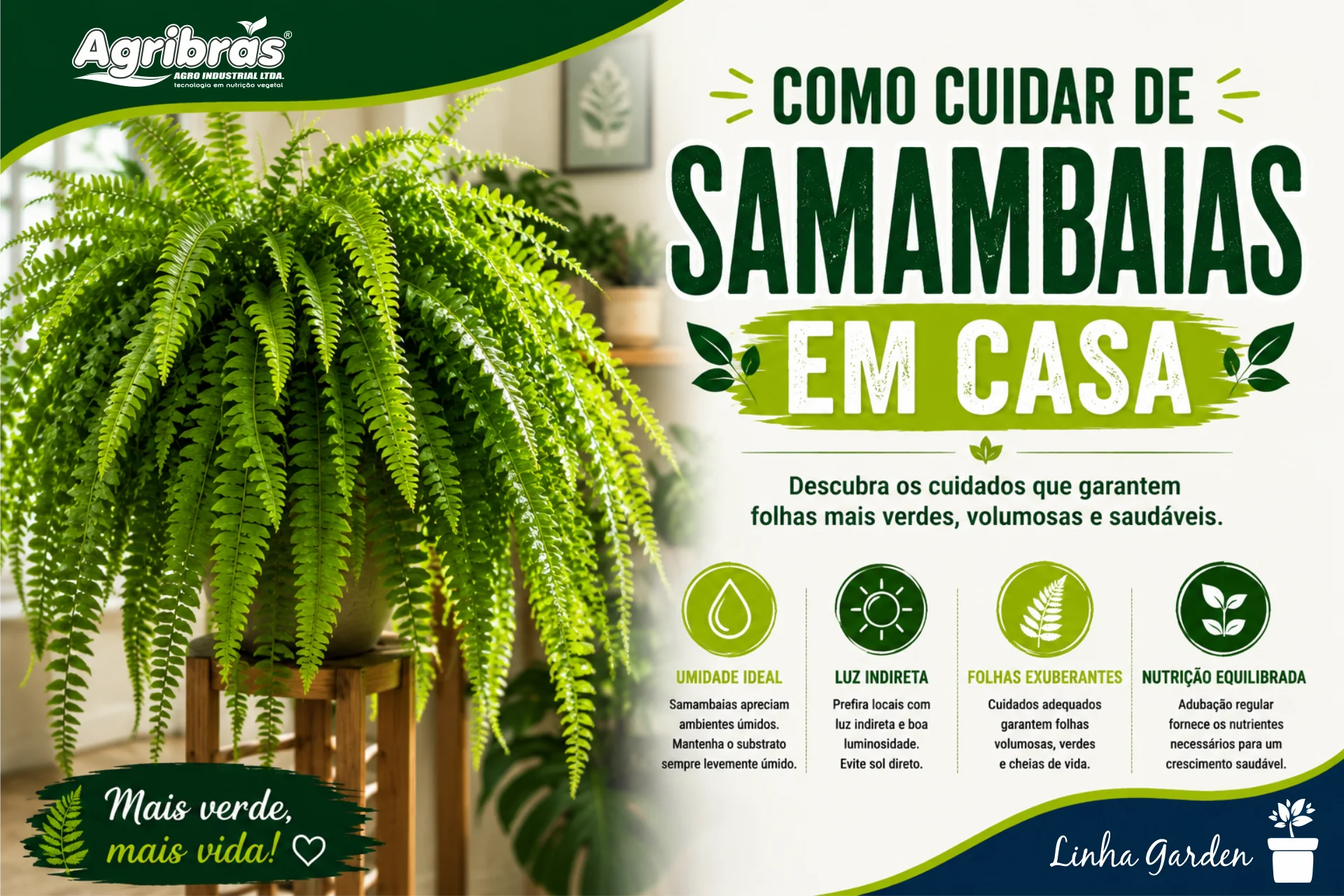 Como cuidar de samambaias em casa
