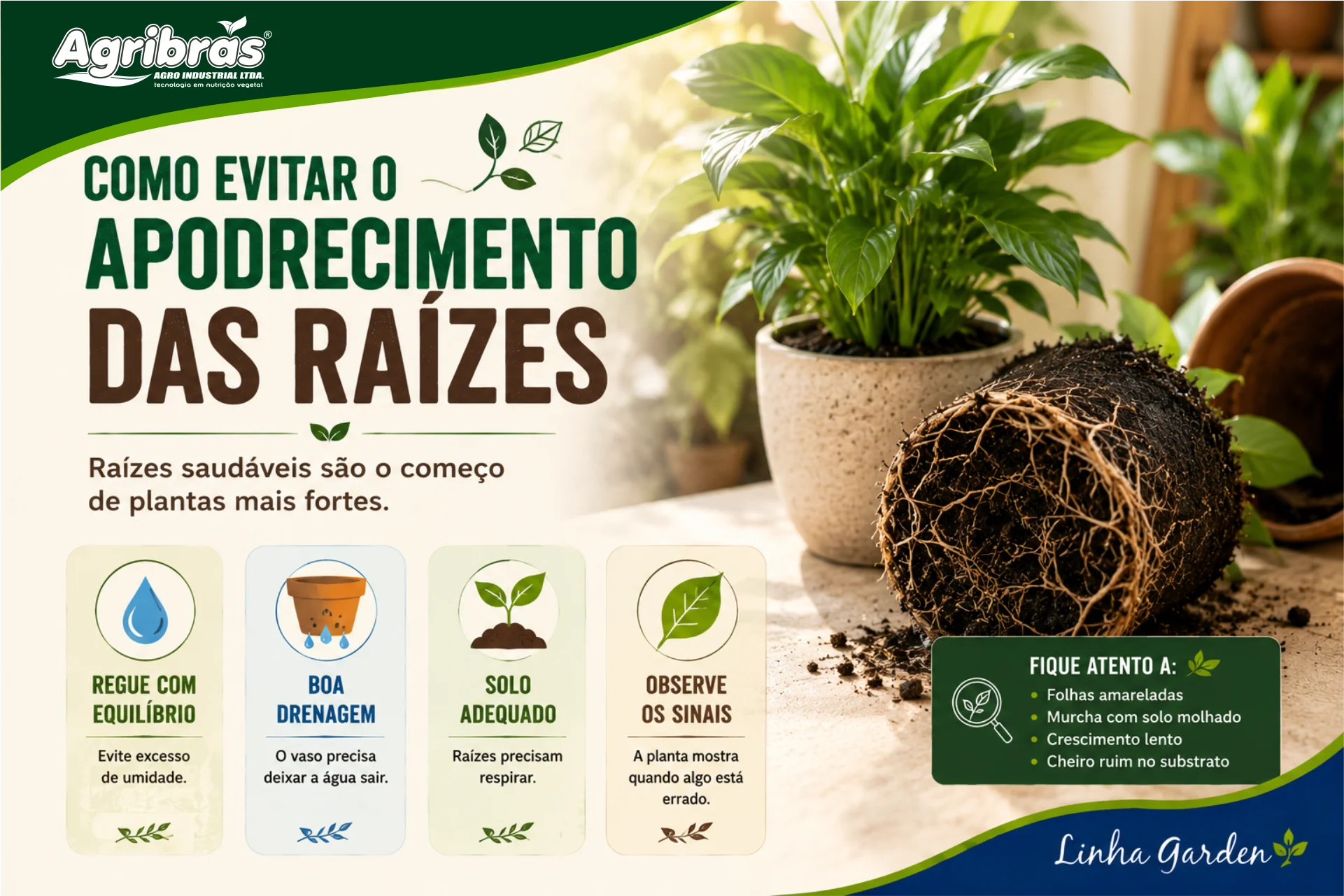Como evitar o apodrecimento das raízes