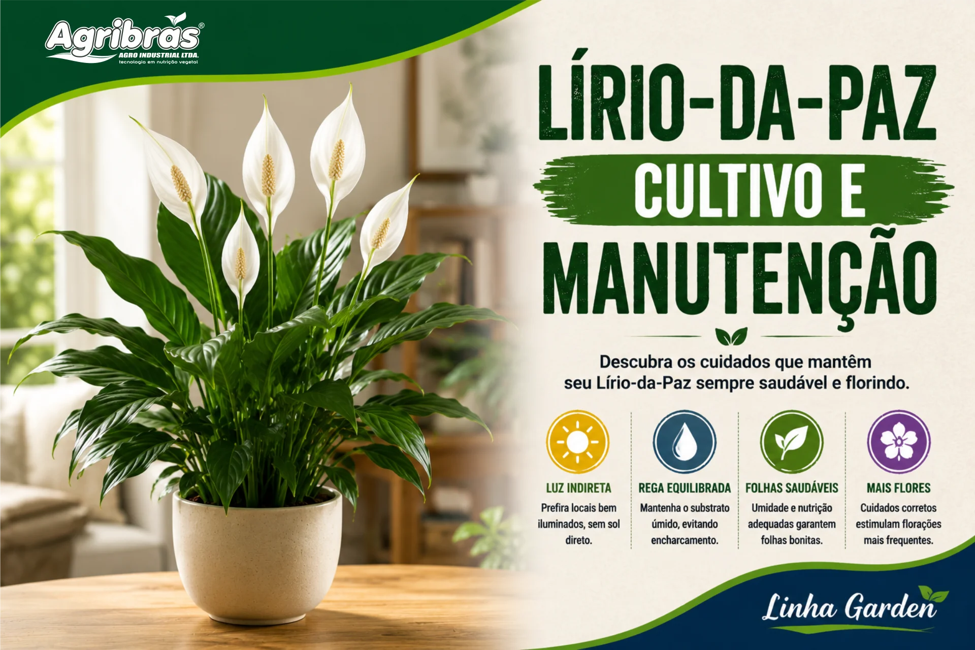 Lírio-da-Paz: Cultivo e Manutenção