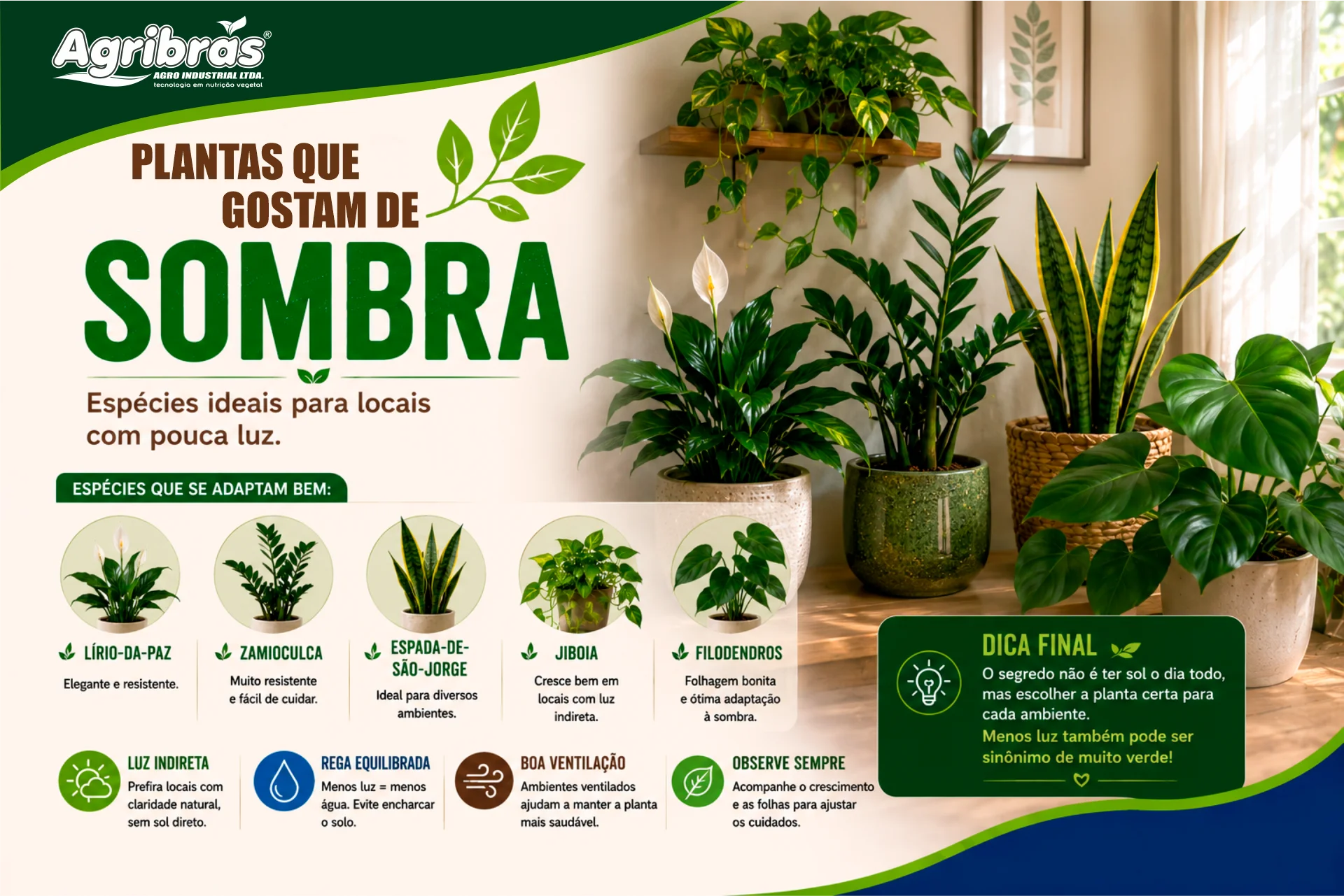 Plantas que gostam de sombra