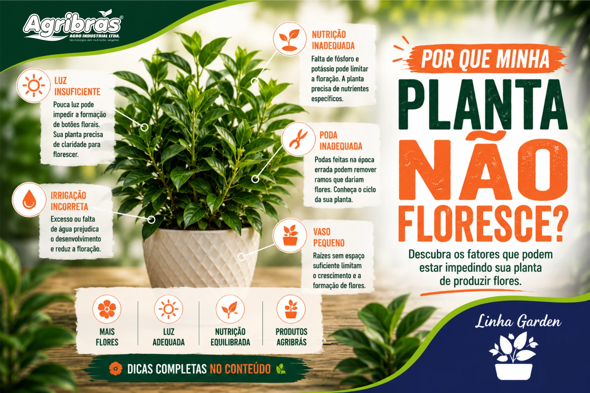 Por que minha planta não floresce?
