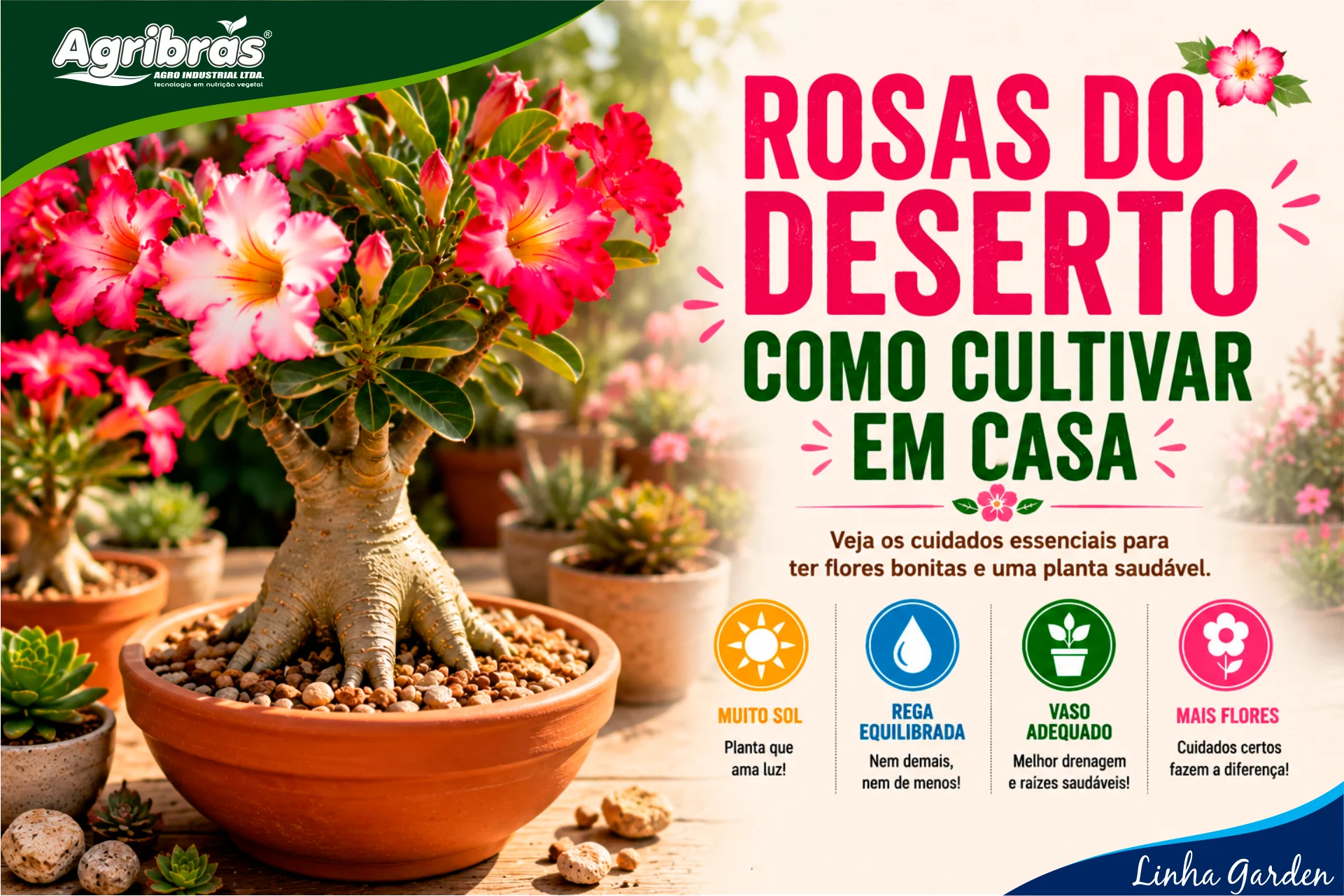 Como cultivar Rosas do Deserto em casa
