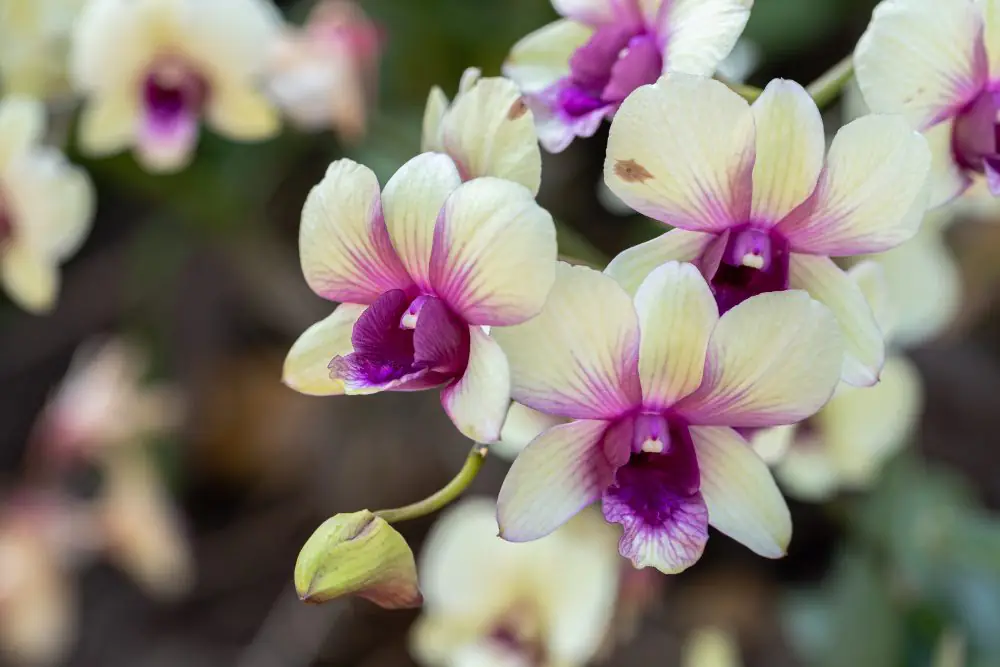 aplicacao de fertilizante liquido em orquideas durante ciclo vegetativo