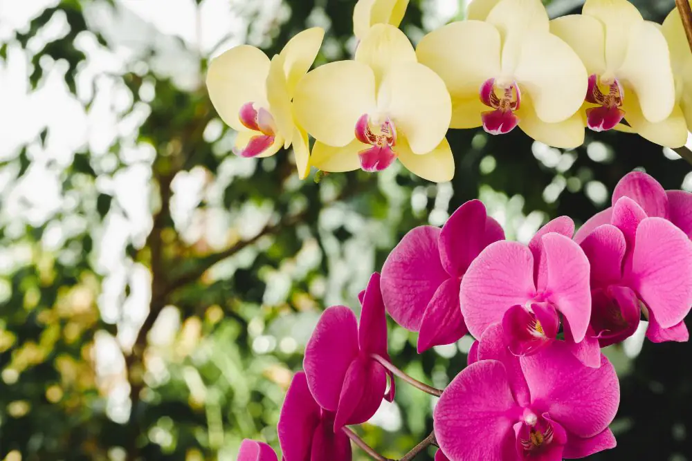 orquidea com flores abertas coloridas apos adubacao correta