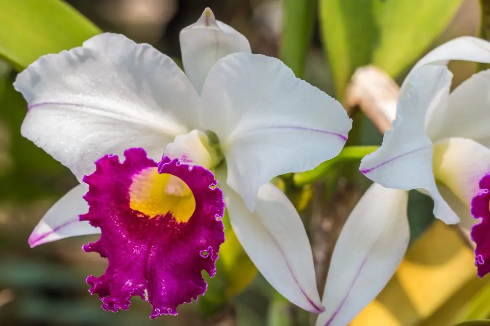 folhas verdes vigorosas em orquidea bem nutrida fase manutencao